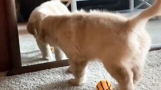 Cut dog cub is playing