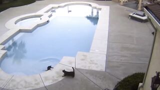 Cats Vs Water ???? Funny Cat Videos Compilation