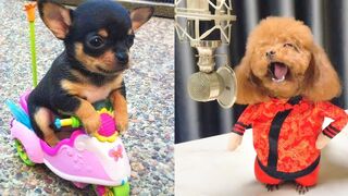 Baby Dogs - Cute and Funny Dog Videos Compilation