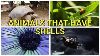 ANIMALS WITH SHELLS for Kids _ Learn Animals That Have Shells in English