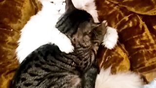 Cats Love