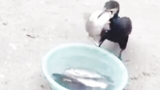 Amusing animal clips featuring beloved pets - #funnypetvideos