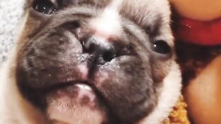 Hear the adorable cries of French Bulldog puppies in the year 2023. #frenchiepuppies #doglover"