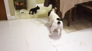Watch a French Bulldog interact and play with its puppies