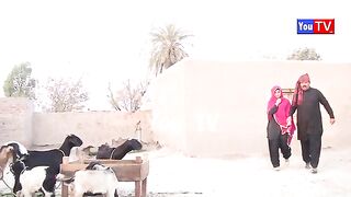 Number Daar Dolhan Ka Chakar Funny Video _ New Top Funny _ Must Watch New Comedy Video