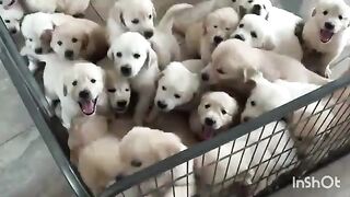 Cute puppy ????????