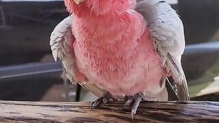 MY COCKATO IS VERY CUTE AND CUTE,