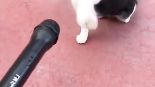 Angry funny cat