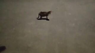 Cutest Cat in the Street