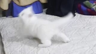 Little Kitten Playing