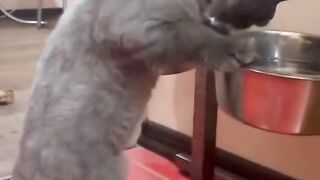 Funny cat