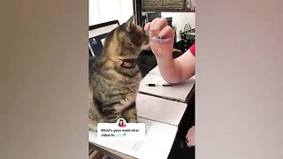 Funniest dogs and cats part5