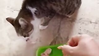 I Am Giving Boneless Chicken Meat to My Sweet Pet Cat