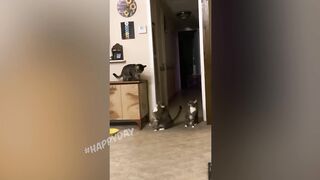 Смешные кошки