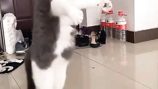 New cat funny danceing latest 2023