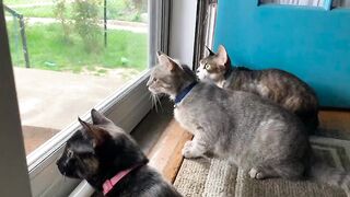 Funny cat video