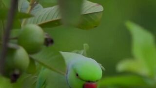 Green Parrot Video 2023