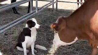 Funny animals video