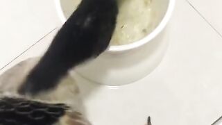 funny and cute animals #01