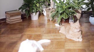 funny and cute animals
