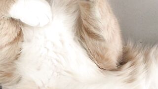 Funny and cute animals #04