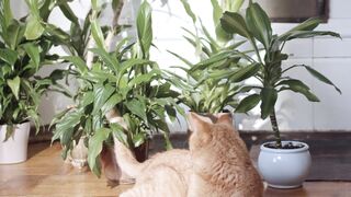 funny and cute animals #05