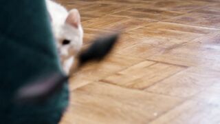 Funny and cute animals #06
