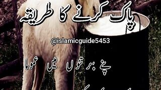 Kutey Ka Jotha Bartan Kese Pak Kar Sakte Hain #islamic #guide #islam #shorts