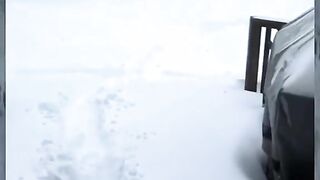 Cat video funny reaction dog or Cat
