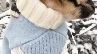 funny and cute animals #07