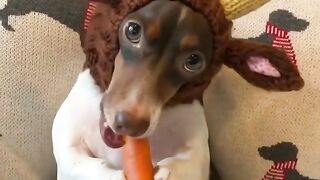 funny and cute animals #08