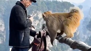 funny monkey | funny videos | subscribe