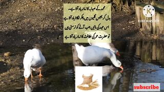 Urdu aqwal