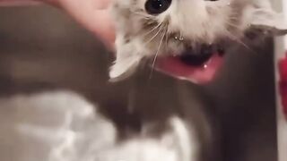 Kitten bath with fun