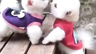 funny and cute animals #10