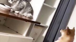 Домашние питомцы исполняют ради еды )).
