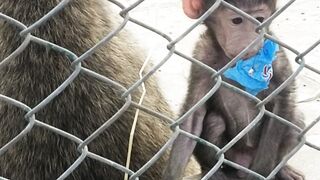 Little monkey kidding with monkey mom