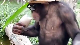 Funny and cute animals #12