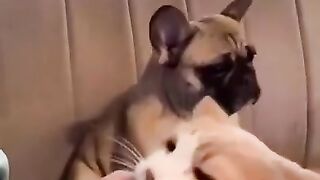 Домашние питомцы исполняют ради еды )).