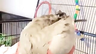 Funny and cute animals #13