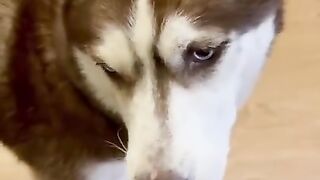 Домашние питомцы исполняют ради еды )).