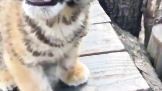 Little Tiger Cub Attack