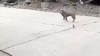 A chick chasing a dog