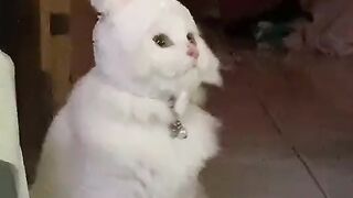 Funny and cute animals #14