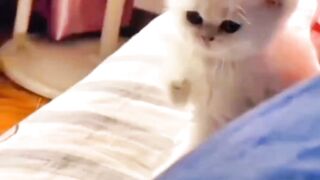 Soo sweet cute cats Soo sweet see it????????