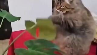 Pro котиков