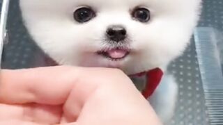 So Quit Puppy