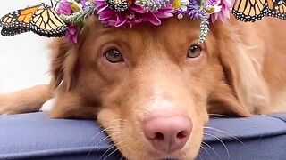 Funny and cute animals #15