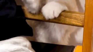 Pro котиков