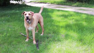 Dogs Dogi Stials